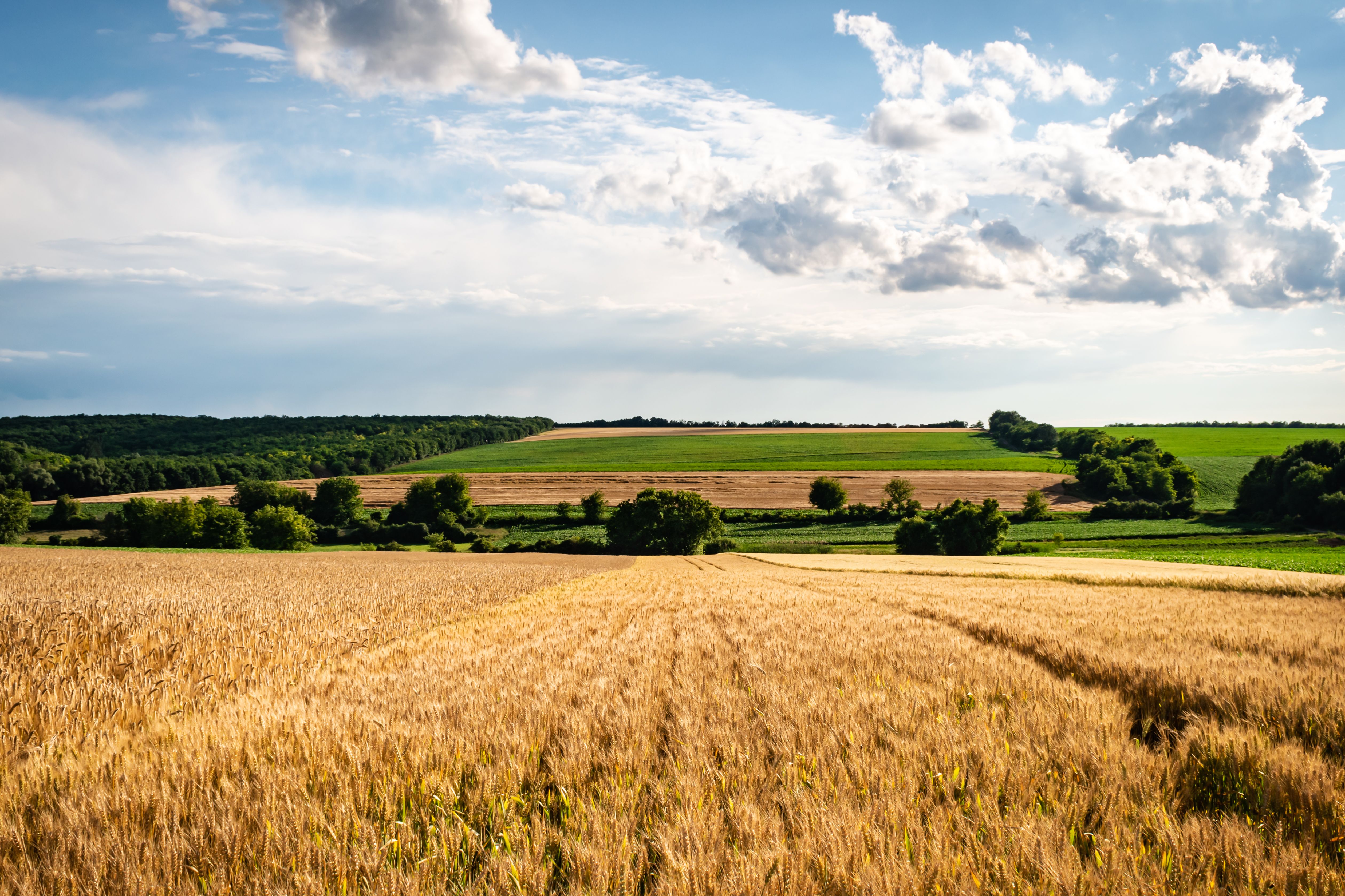 Agricultural Land